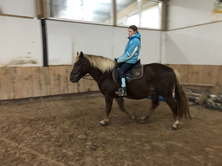 Caballo de la Selva Negra Caballo castrado 4 años 150 cm Alazán-tostado in Auenwald