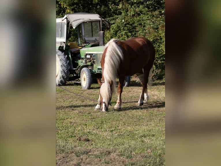 Caballo de la Selva Negra Caballo castrado 4 años 153 cm Alazán-tostado in Straubenhardt