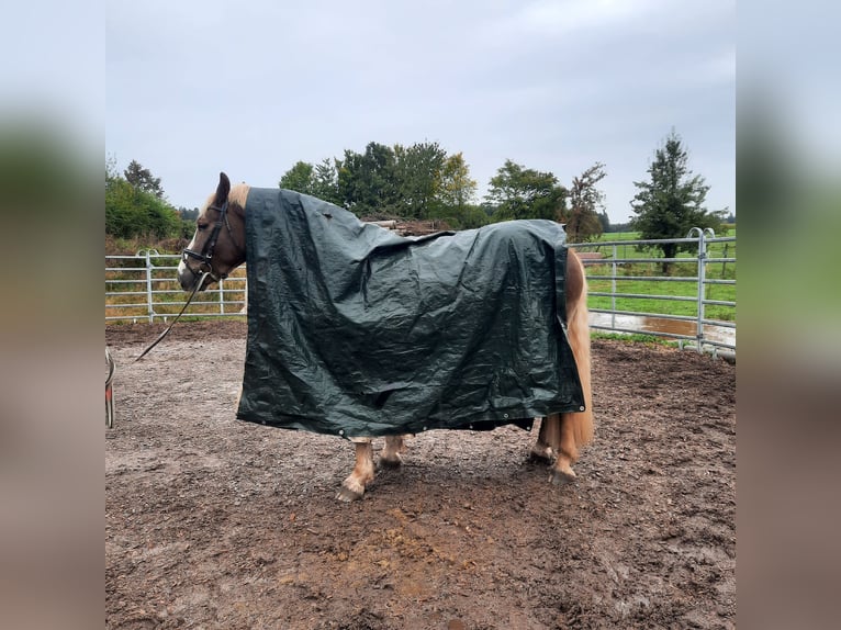 Caballo de la Selva Negra Caballo castrado 4 años 155 cm Alazán in Villingen-Schwenningen