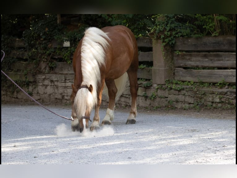 Caballo de la Selva Negra Caballo castrado 4 años 155 cm Alazán-tostado in Straubenhardt