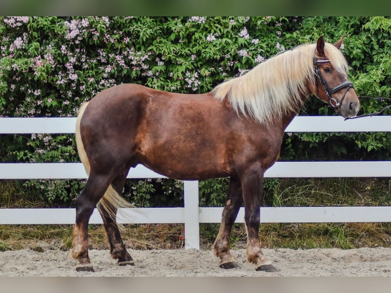 Caballo de la Selva Negra Caballo castrado 4 años Alazán-tostado in Seebad Bansin