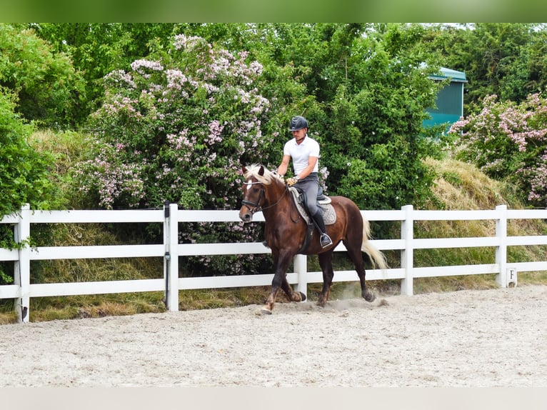 Caballo de la Selva Negra Caballo castrado 4 años Alazán-tostado in Seebad Bansin