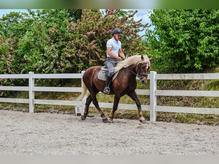 Caballo de la Selva Negra Caballo castrado 4 años Alazán-tostado in Seebad Bansin