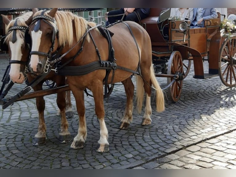 Caballo de la Selva Negra Caballo castrado 5 años 153 cm Alazán in Sch&#xFC;ttorf