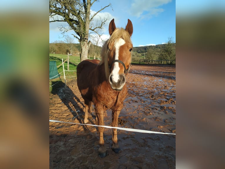 Caballo de la Selva Negra Caballo castrado 5 años 155 cm Alazán-tostado in Merzig