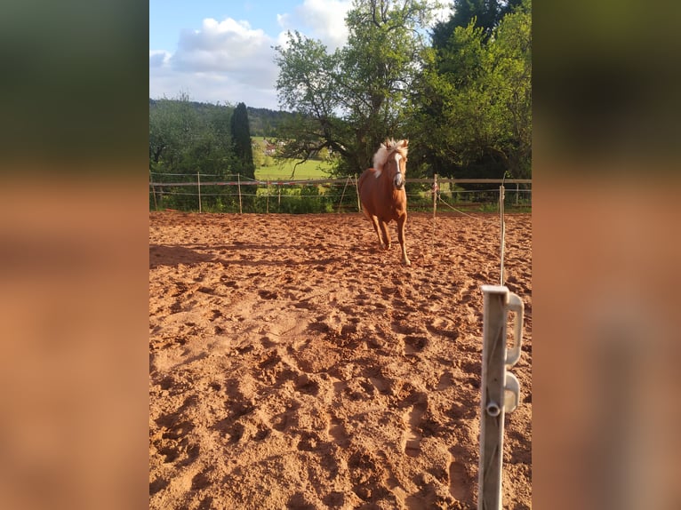 Caballo de la Selva Negra Caballo castrado 5 años 155 cm Alazán-tostado in Merzig