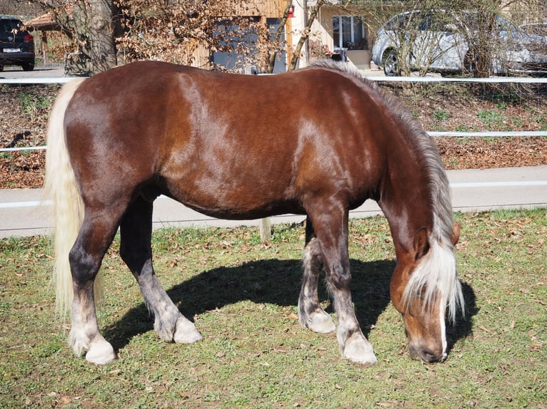 Caballo de la Selva Negra Caballo castrado 6 años 152 cm Alazán in Laufen