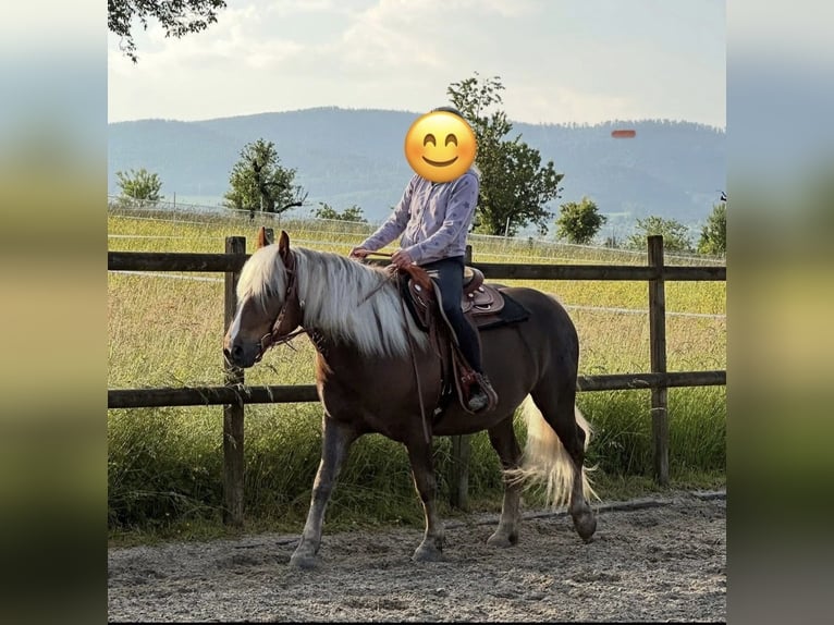 Caballo de la Selva Negra Caballo castrado 6 años 153 cm Alazán-tostado in Breitenbach