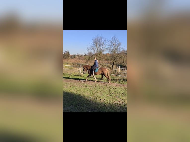 Caballo de la Selva Negra Mestizo Caballo castrado 6 años 160 cm Alazán in Frankfurt (Oder)