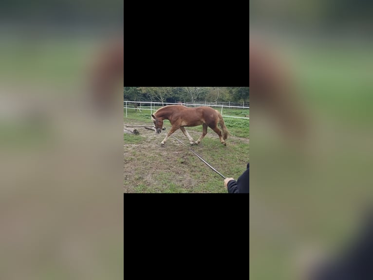 Caballo de la Selva Negra Mestizo Caballo castrado 6 años 160 cm Alazán in Frankfurt (Oder)
