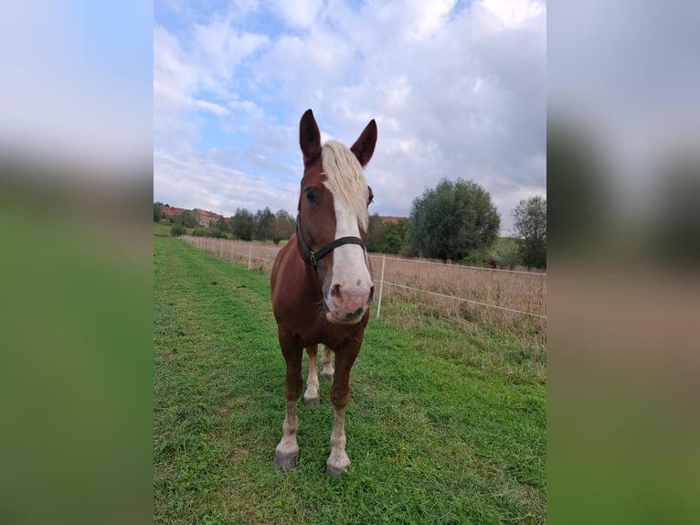 Caballo de la Selva Negra Caballo castrado 6 años 163 cm Alazán-tostado in Weißenberg Caballo de la Selva Negra Caballo castrado 6 años 163 cm Alazán-tostado in Weißenberg