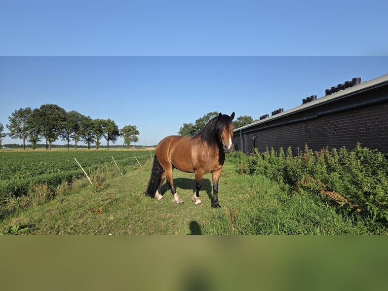 Caballo de la Selva Negra Caballo castrado 6 años Castaño in Veendam
