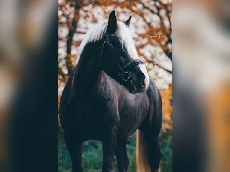 Caballo de la Selva Negra Caballo castrado 7 años 160 cm Alazán-tostado in Herdecke