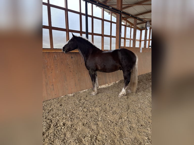 Caballo de la Selva Negra Caballo castrado 7 años 160 cm Alazán-tostado in Herdecke