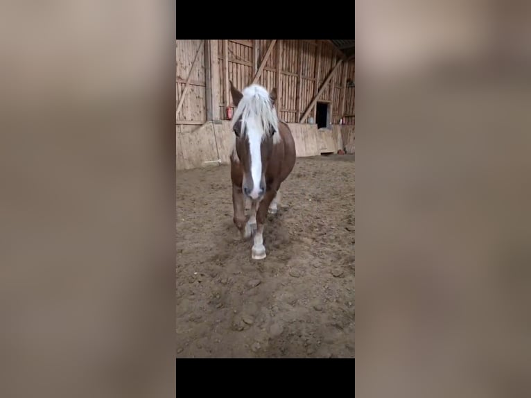 Caballo de la Selva Negra Caballo castrado 8 años 154 cm in Hessen