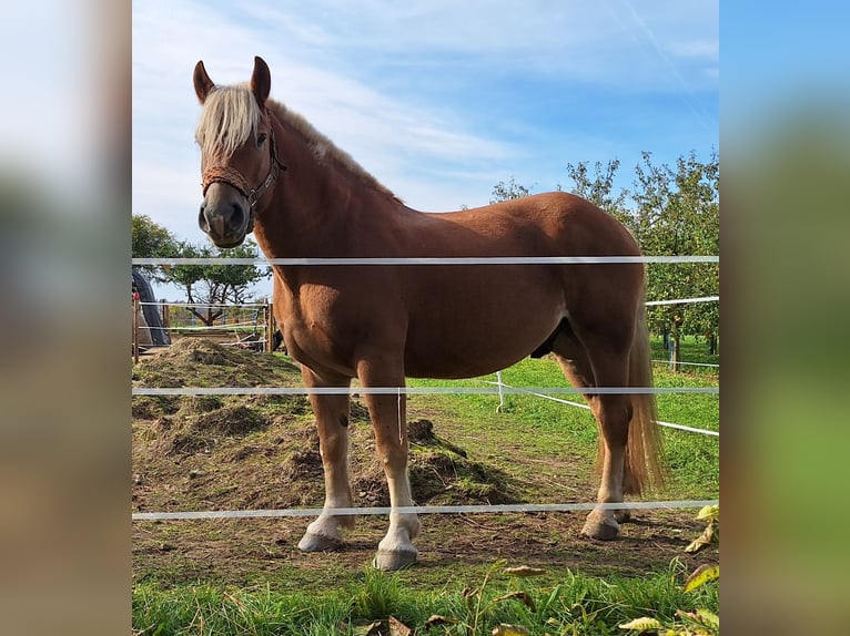 Caballo de la Selva Negra Caballo castrado 8 años 155 cm Alazán in Mundelsheim