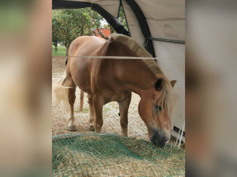 Caballo de la Selva Negra Caballo castrado 8 años 155 cm Alazán in Mundelsheim