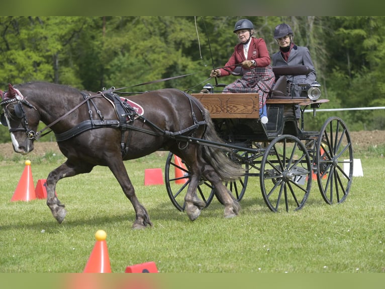 Caballo de la Selva Negra Caballo castrado 8 años 155 cm Alazán-tostado in Schlattingen