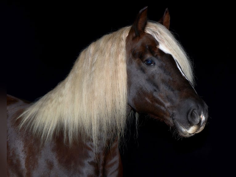 Caballo de la Selva Negra Caballo castrado 9 años 160 cm Alazán-tostado in BrennbergBrennberg