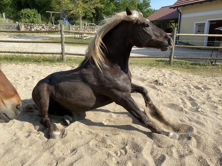Caballo de la Selva Negra Caballo castrado 9 años 160 cm Alazán-tostado in BrennbergBrennberg