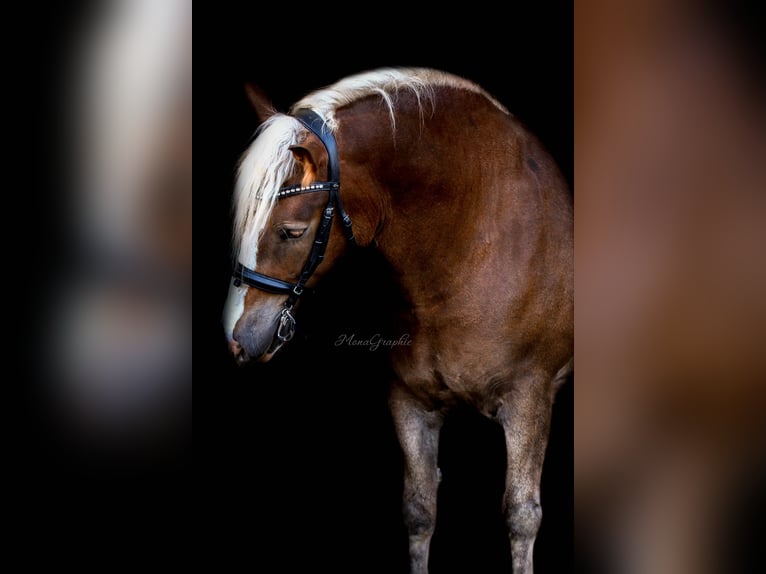 Caballo de la Selva Negra Caballo castrado 9 años 166 cm Alazán-tostado in B&#xFC;ckeburg