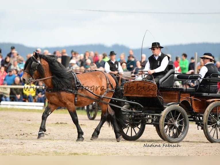 Caballo de la Selva Negra Semental 13 años Castaño in Villingen-Schwenningen