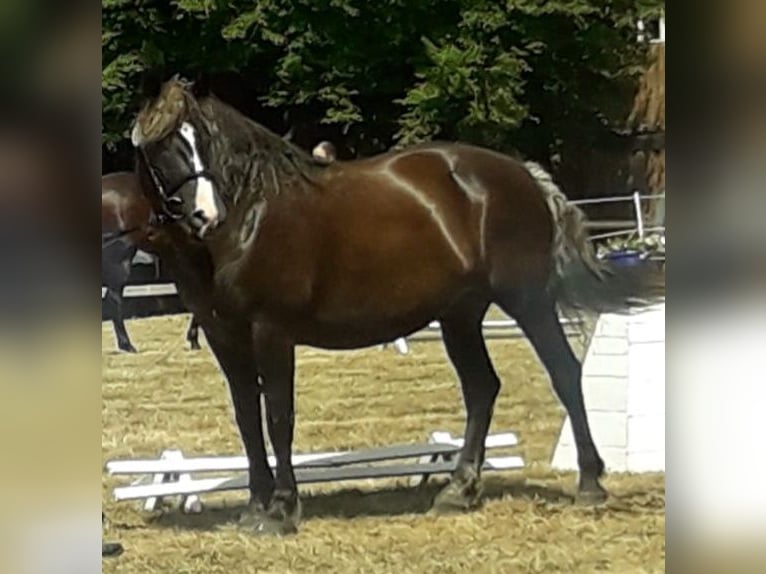 Caballo de la Selva Negra Semental 15 años 155 cm Alazán-tostado in Frankenberg (Eder)