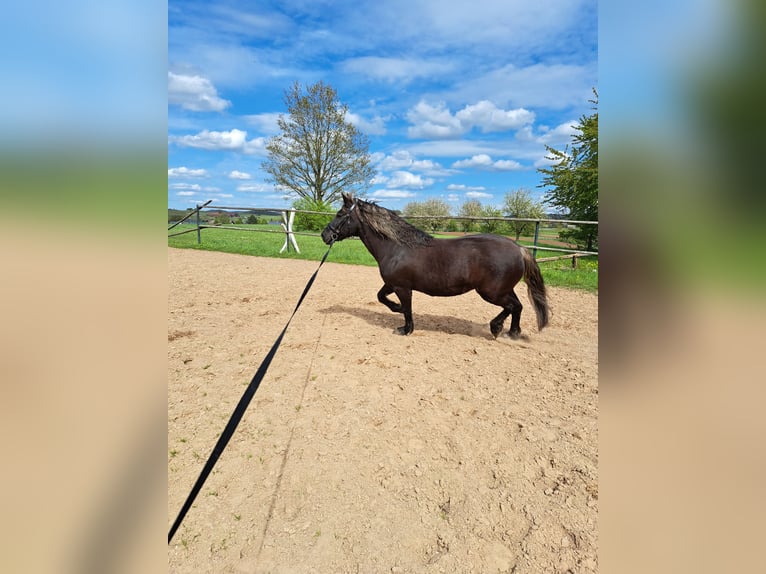 Caballo de la Selva Negra Semental 15 años 155 cm Alazán-tostado in Frankenberg (Eder)