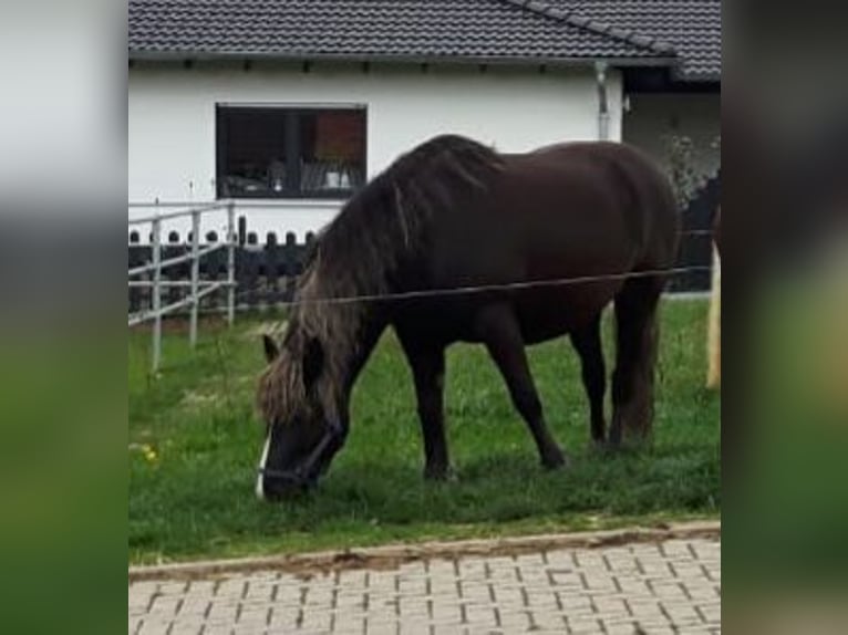 Caballo de la Selva Negra Semental 15 años 155 cm Alazán-tostado in Frankenberg (Eder)