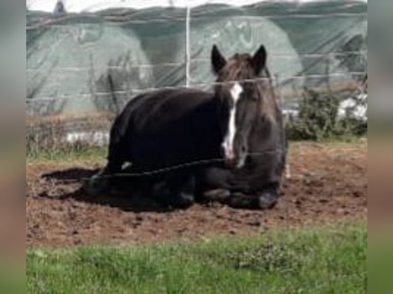 Caballo de la Selva Negra Semental 15 años 155 cm Alazán-tostado in Frankenberg (Eder)