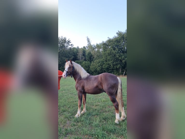 Caballo de la Selva Negra Semental 1 año 147 cm Alazán in Berg