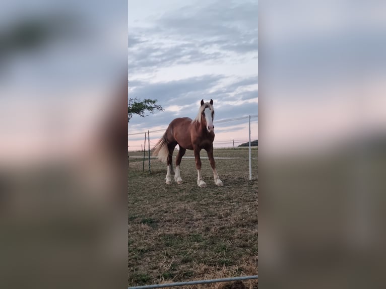 Caballo de la Selva Negra Semental 1 año 147 cm Alazán in Berg