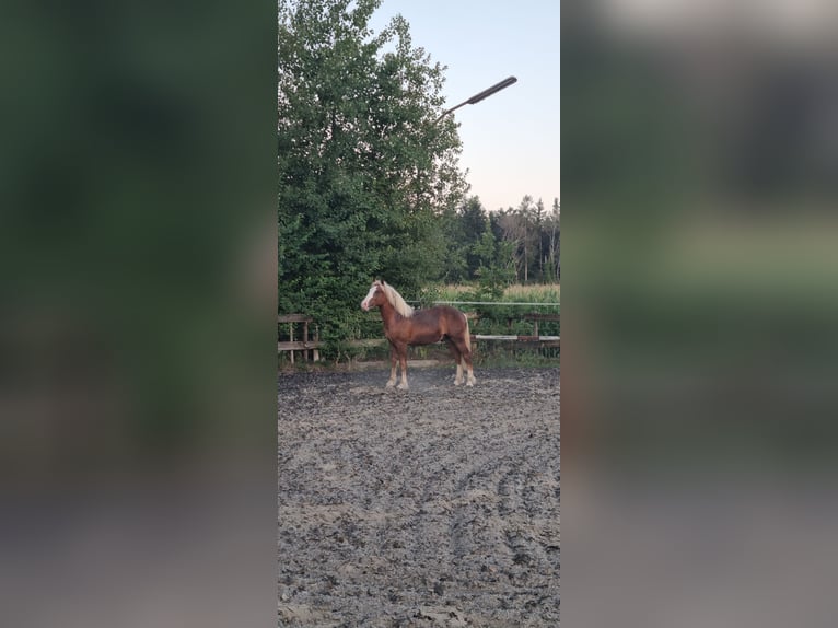 Caballo de la Selva Negra Semental 1 año 147 cm Alazán in Berg