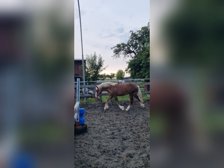 Caballo de la Selva Negra Semental 1 año 147 cm Alazán in Berg