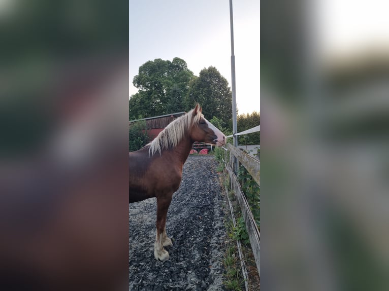 Caballo de la Selva Negra Semental 1 año 147 cm Alazán in Berg