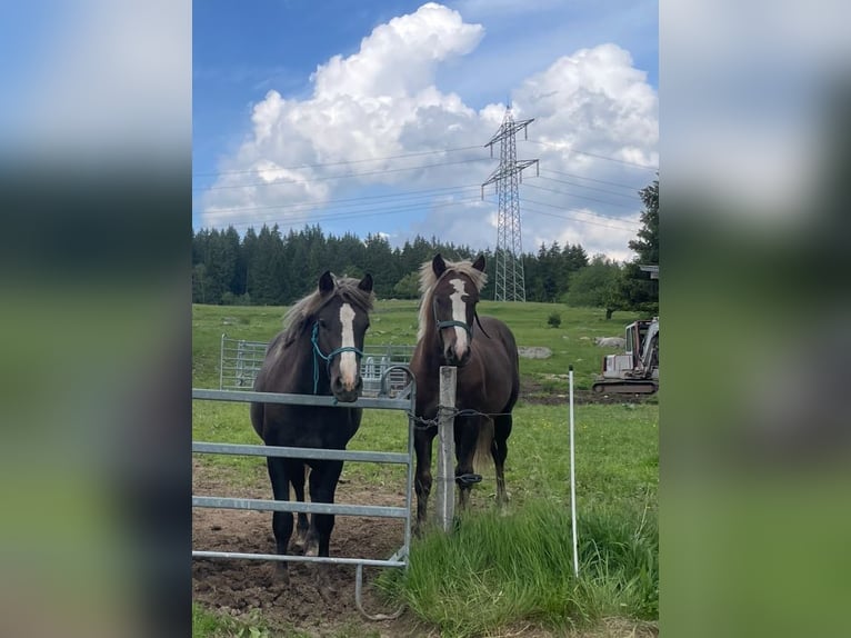 Caballo de la Selva Negra Semental 1 año 150 cm Alazán-tostado in Schluchsee