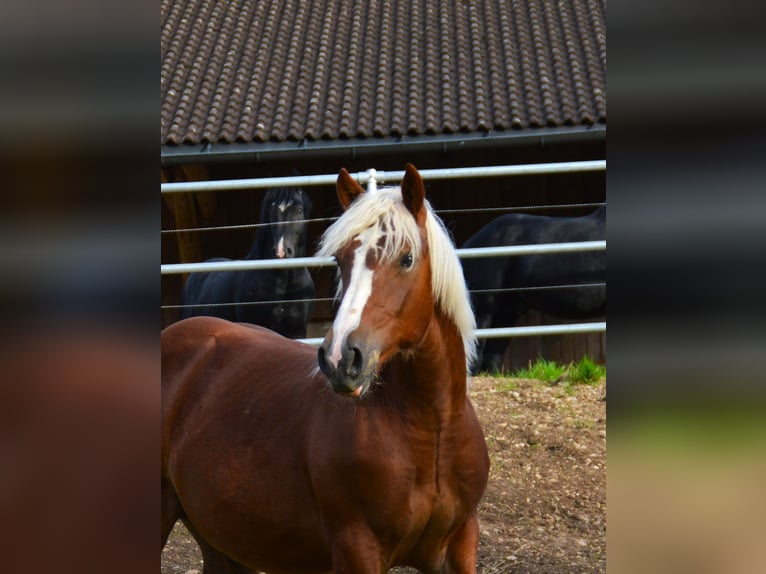 Caballo de la Selva Negra Semental 1 año 155 cm Alazán in Bonndorf im Schwarzwald