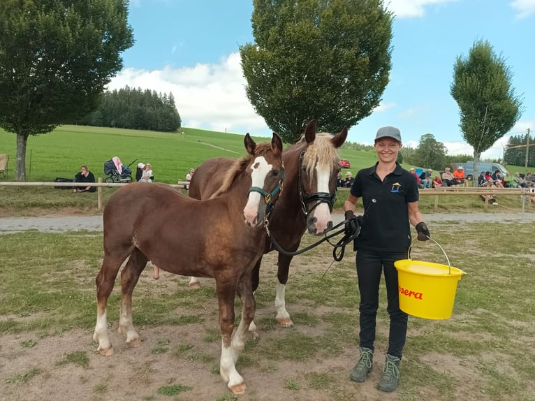 Caballo de la Selva Negra Semental 1 año 155 cm Alazán-tostado in Filderstadt