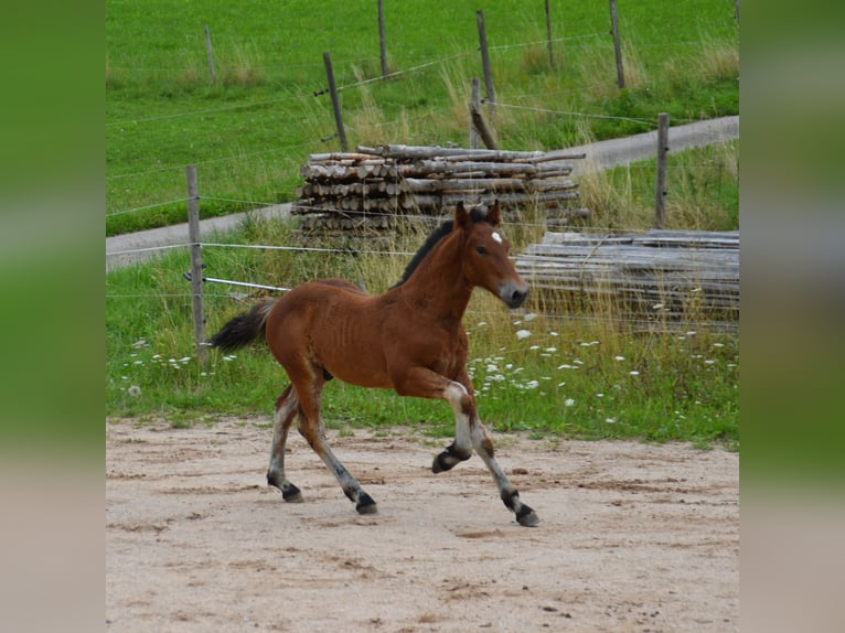 Caballo de la Selva Negra Semental 1 año 155 cm Castaño in Bonndorf im Schwarzwald