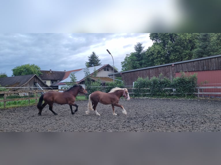 Caballo de la Selva Negra Semental 1 año Alazán in Berg