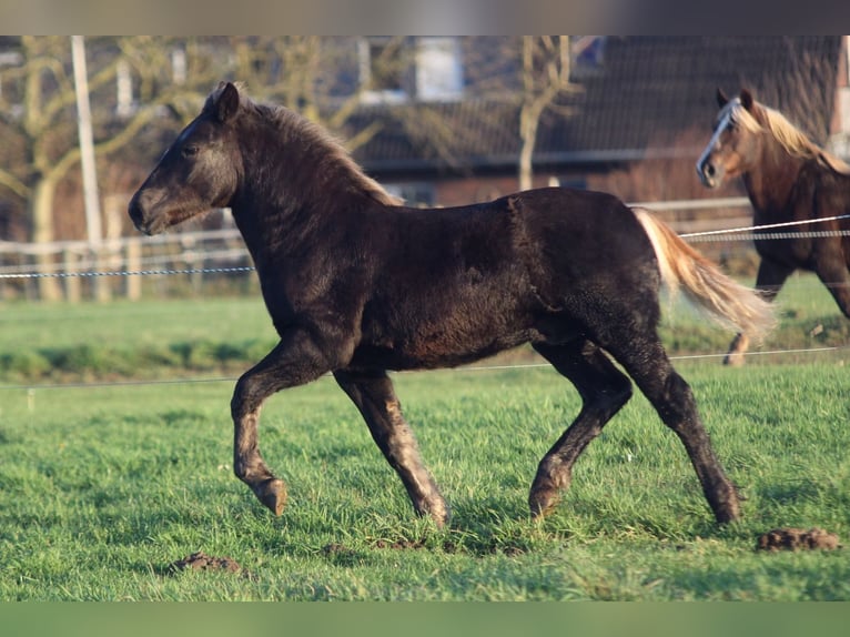 Caballo de la Selva Negra Semental 1 año Alazán-tostado in Ankum