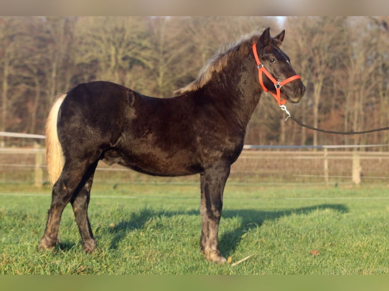 Caballo de la Selva Negra Semental 1 año Alazán-tostado in Ankum