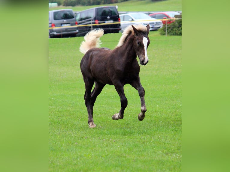 Caballo de la Selva Negra Semental 1 año Alazán-tostado in Burgwalde