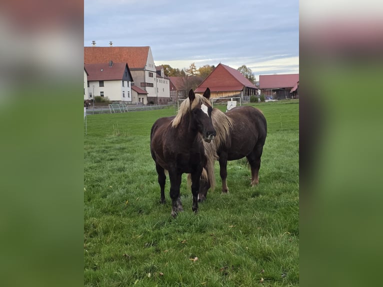 Caballo de la Selva Negra Semental 1 año Alazán-tostado in Burgwalde