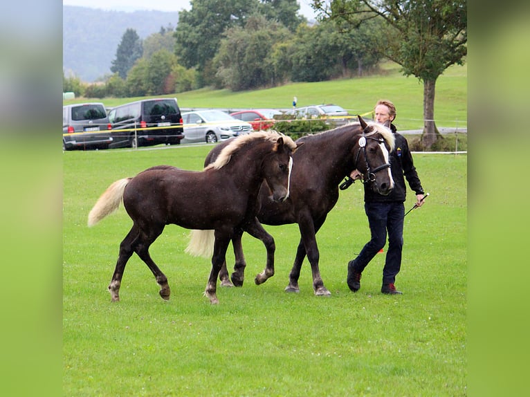 Caballo de la Selva Negra Semental 1 año Alazán-tostado in Burgwalde