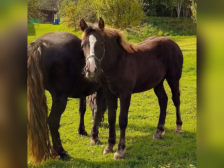 Caballo de la Selva Negra Semental 1 año Alazán-tostado in Pfalzgrafenweiler