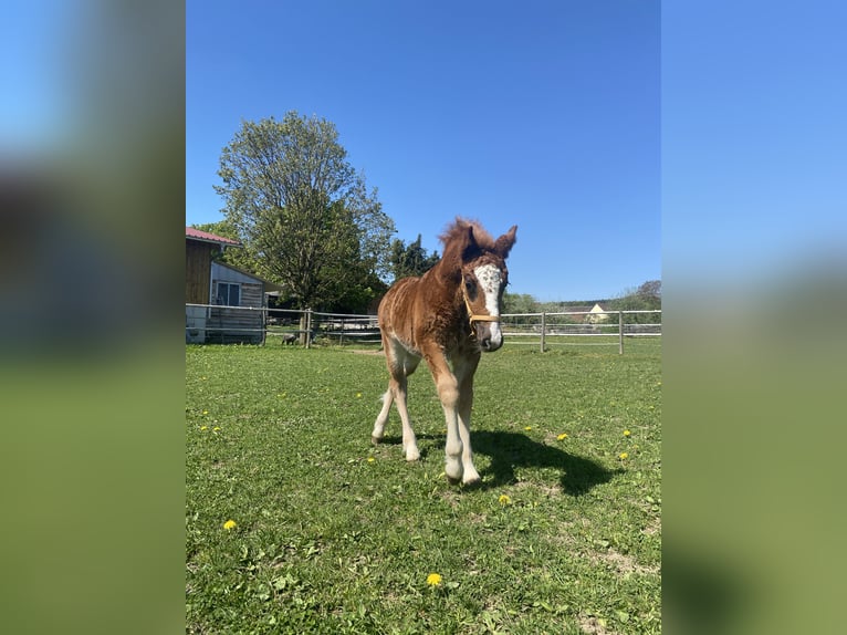 Caballo de la Selva Negra Semental 1 año Alazán-tostado in Bad Wurzach