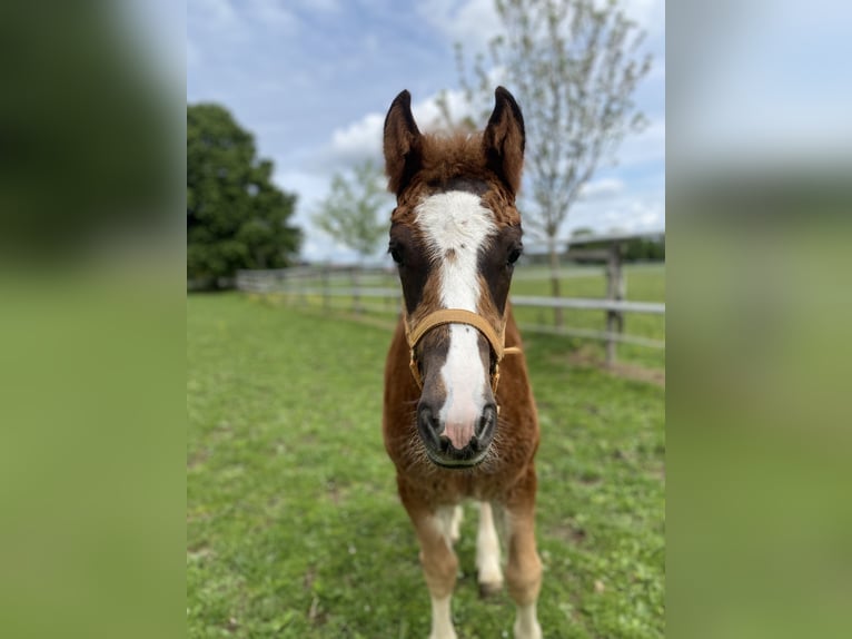 Caballo de la Selva Negra Semental 1 año Alazán-tostado in Bad Wurzach