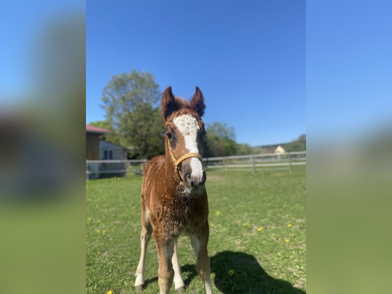 Caballo de la Selva Negra Semental 1 año Alazán-tostado in Bad Wurzach