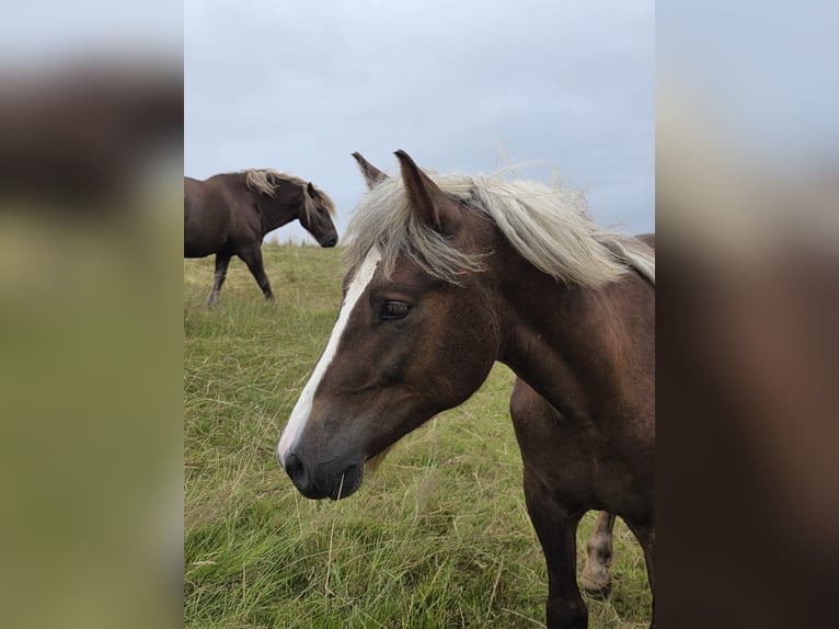 Caballo de la Selva Negra Semental 1 año Alazán-tostado in Burgwalde